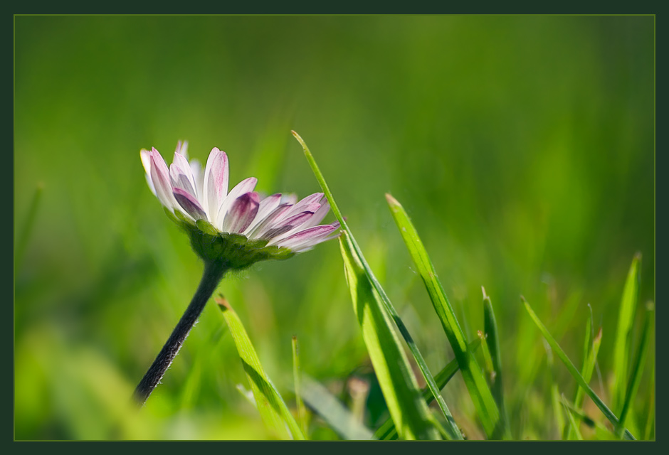 Nur ein Gänseblümchen