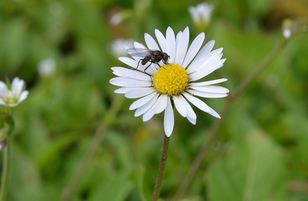 Nur ein Gänseblümchen.......