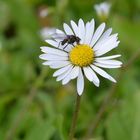 Nur ein Gänseblümchen.......