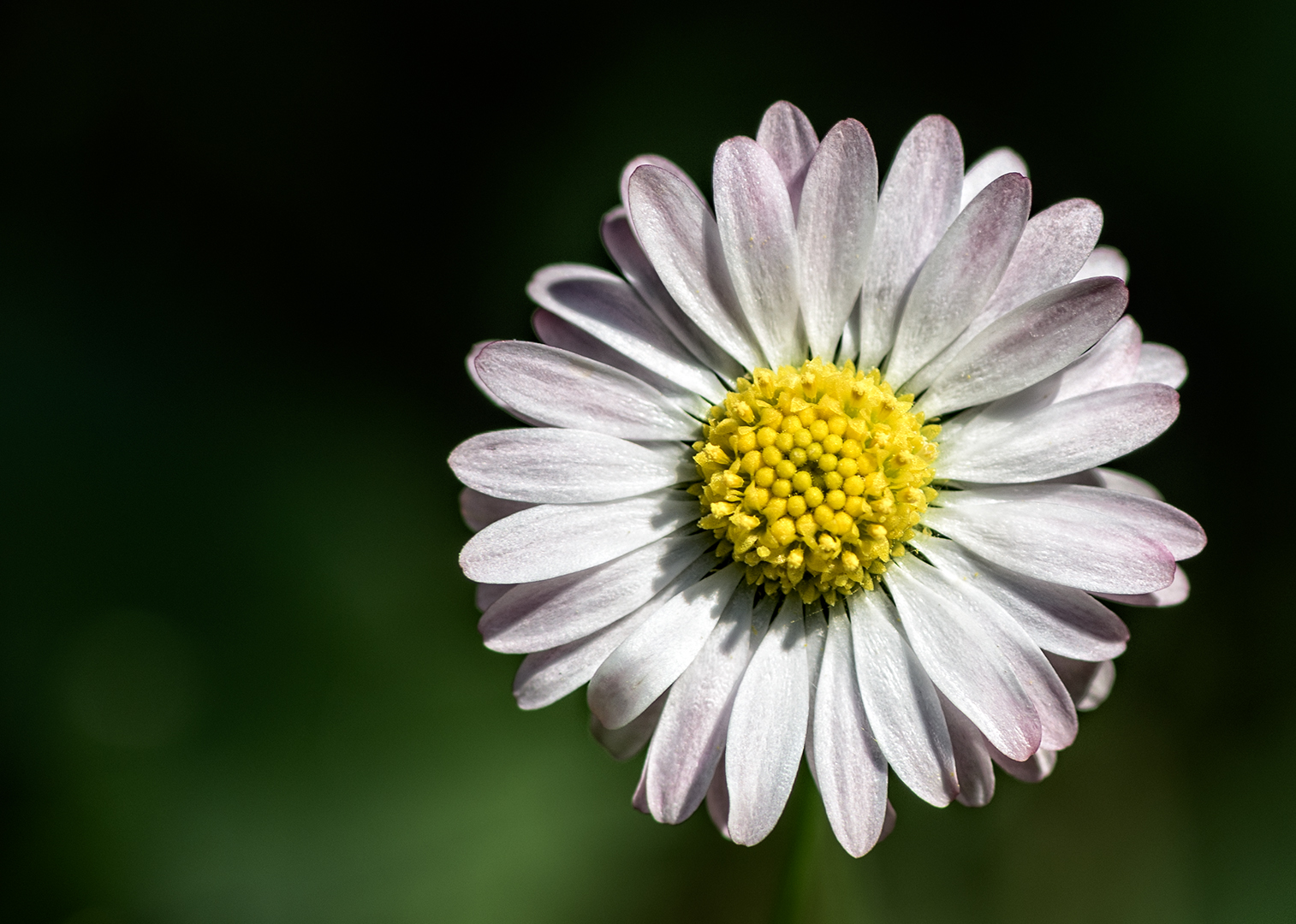 nur ein Gänseblümchen