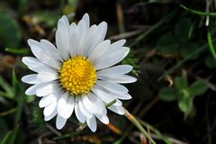 "Nur" ein Gänseblümchen (Bellis perennis)