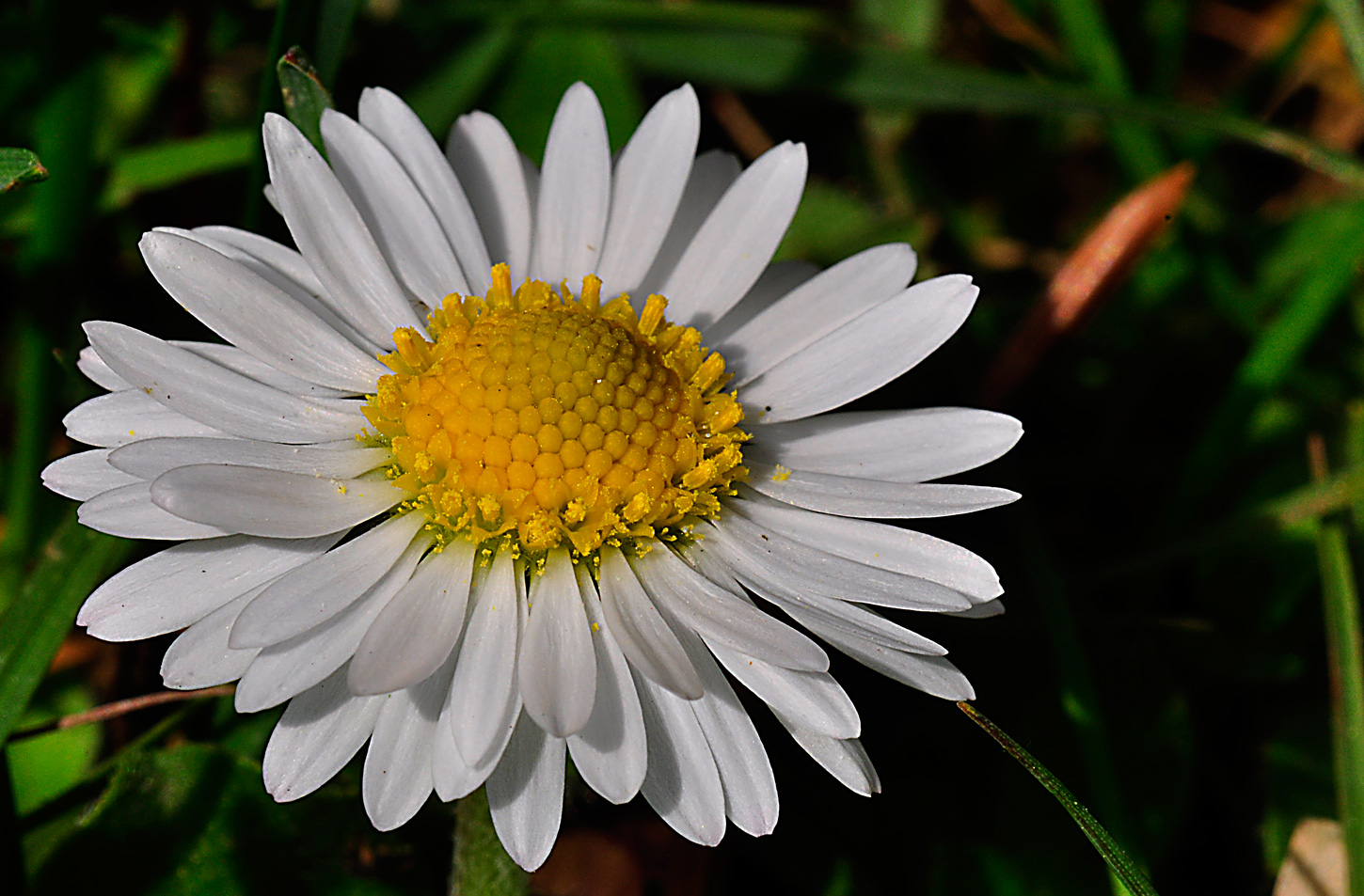 nur ein Gänseblümchen (Bellis perennis)