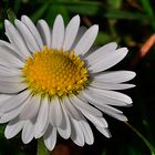 nur ein Gänseblümchen (Bellis perennis)