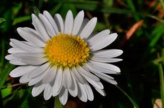 nur ein Gänseblümchen (Bellis perennis)