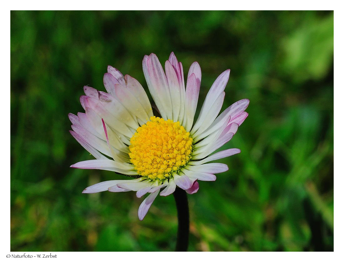 ---- Nur ein Gänseblümchen ---- ( Bellis perennis )