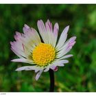 ---- Nur ein Gänseblümchen ---- ( Bellis perennis )