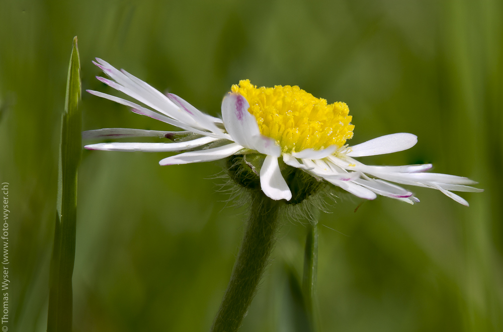 Nur ein Gänseblümchen