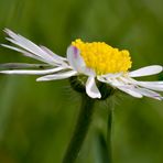 Nur ein Gänseblümchen