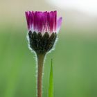 Nur ein Gänseblümchen zum Mittwoch