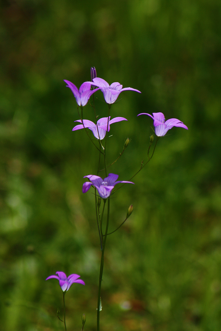 Nur ein Glockenblümchen