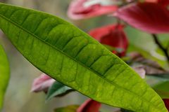 Nur ein grünes Blatt