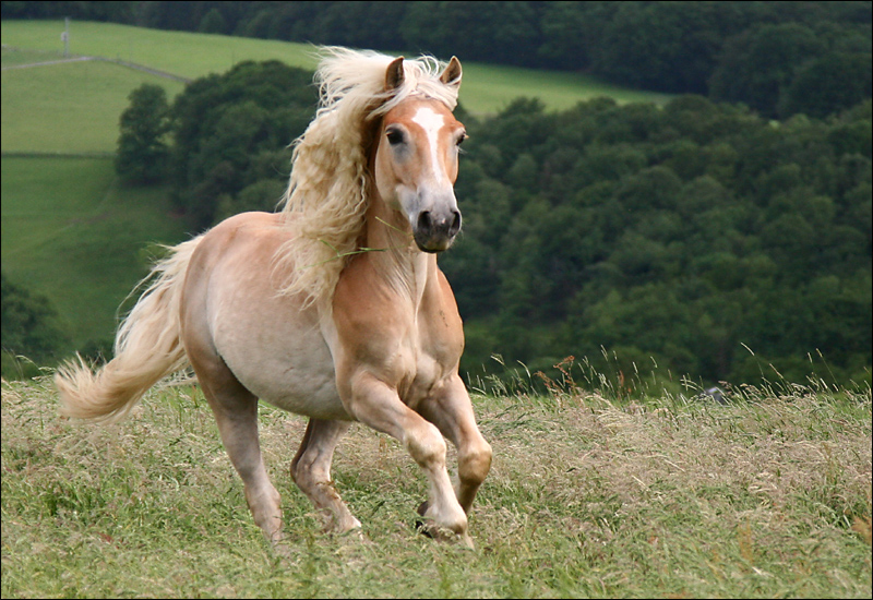 "nur" ein Haflinger