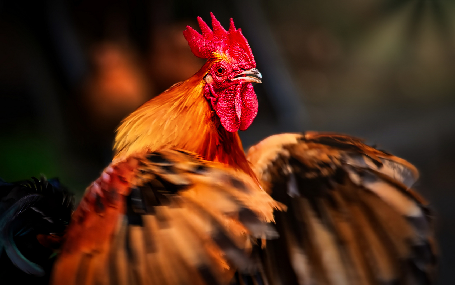 "Nur" ein Hahn.. Foto & Bild | tiere, wildlife, wild lebende vögel