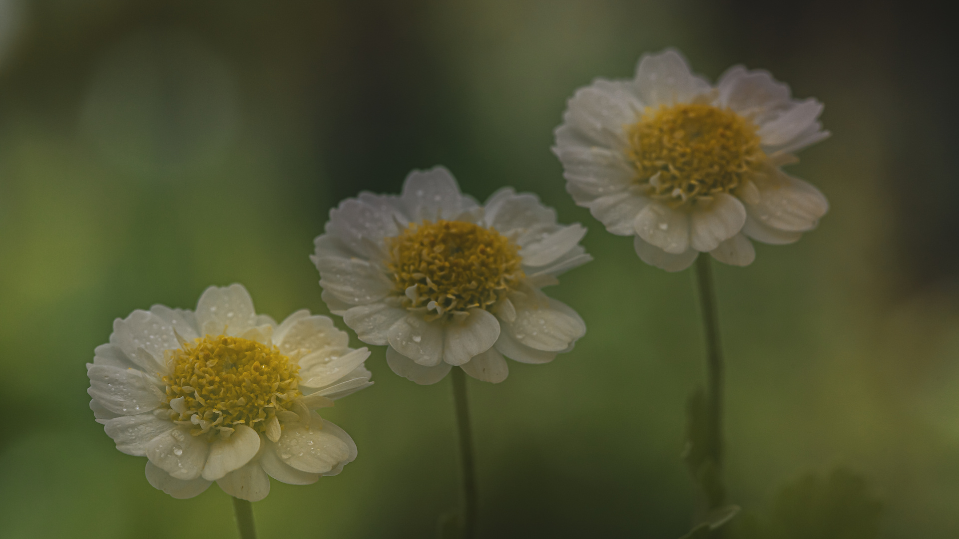 nur ein hauch von frühling