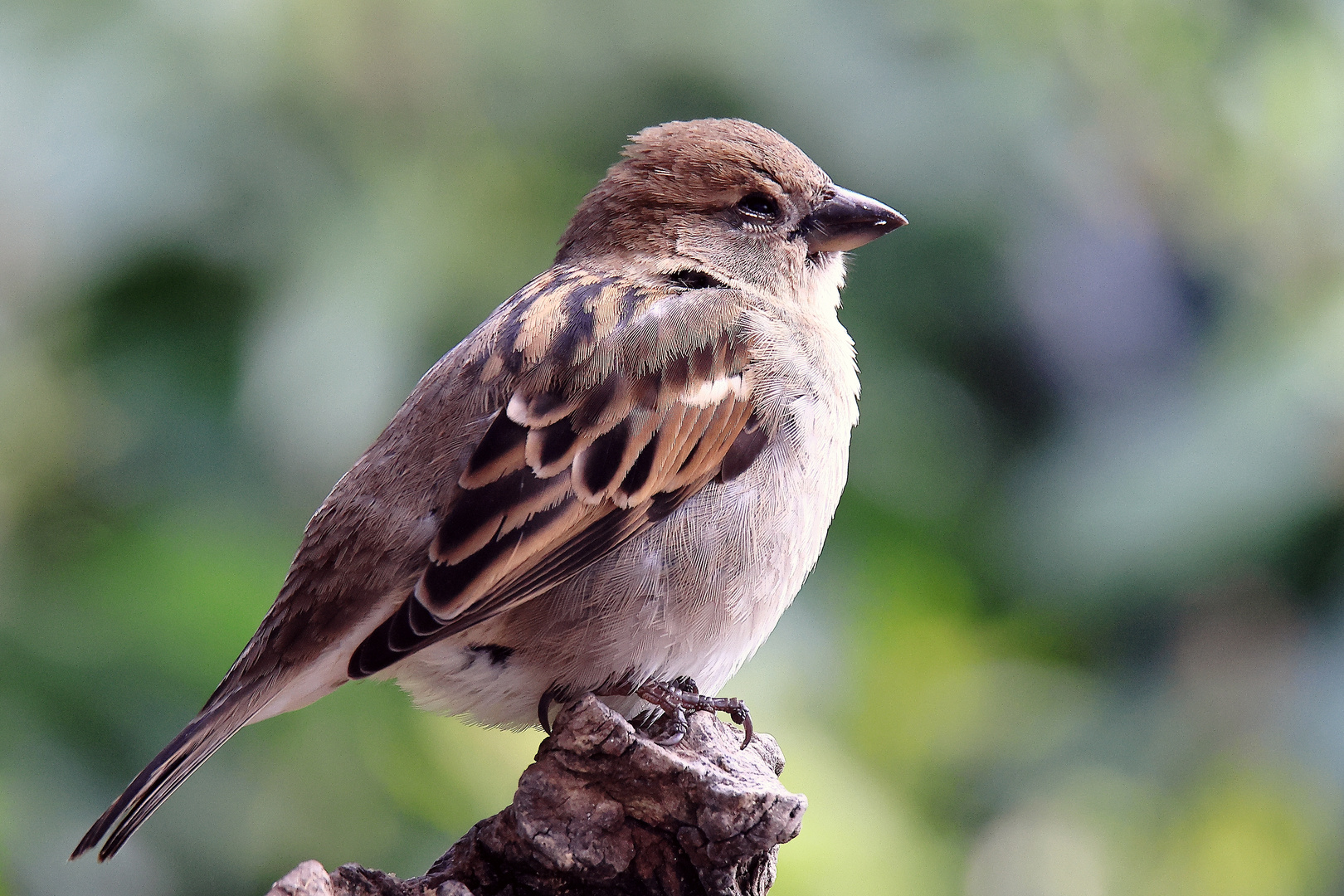 nur ein Haussperling (Passer domesticus)