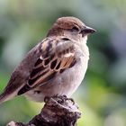 nur ein Haussperling (Passer domesticus)