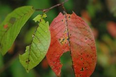 Nur ein herbstliches Blatt