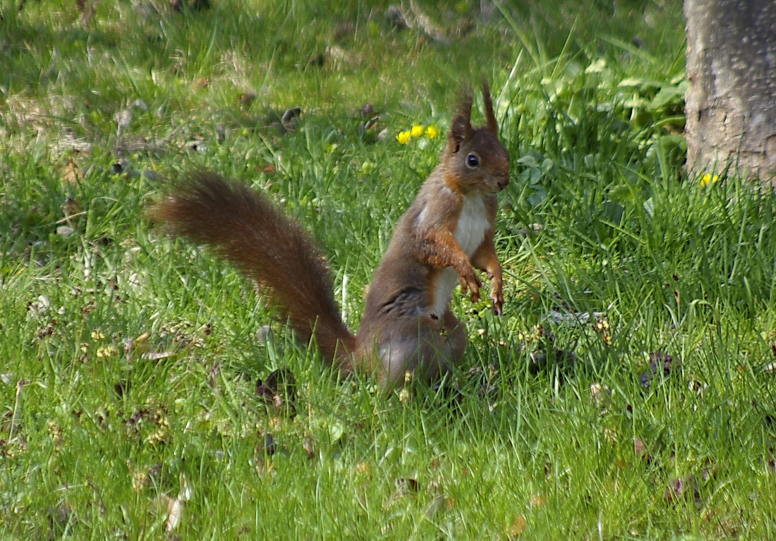 Nur ein Hörnchen, Osterhase war nicht in sicht