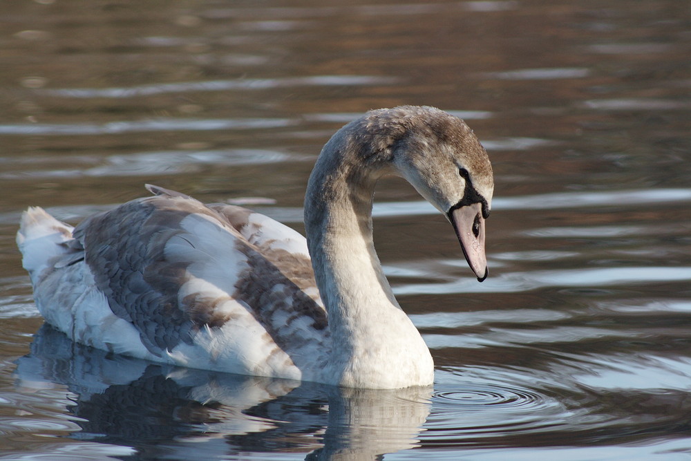 Nur ein Jungschwan