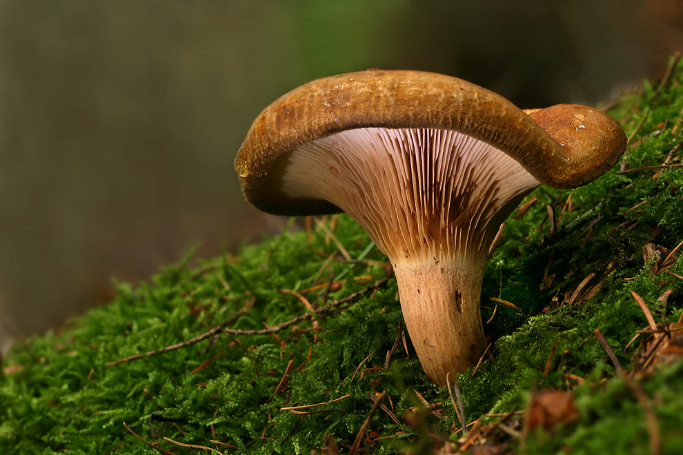 Nur ein Kahler Krempling (Paxillus involutus) Foto & Bild pflanzen