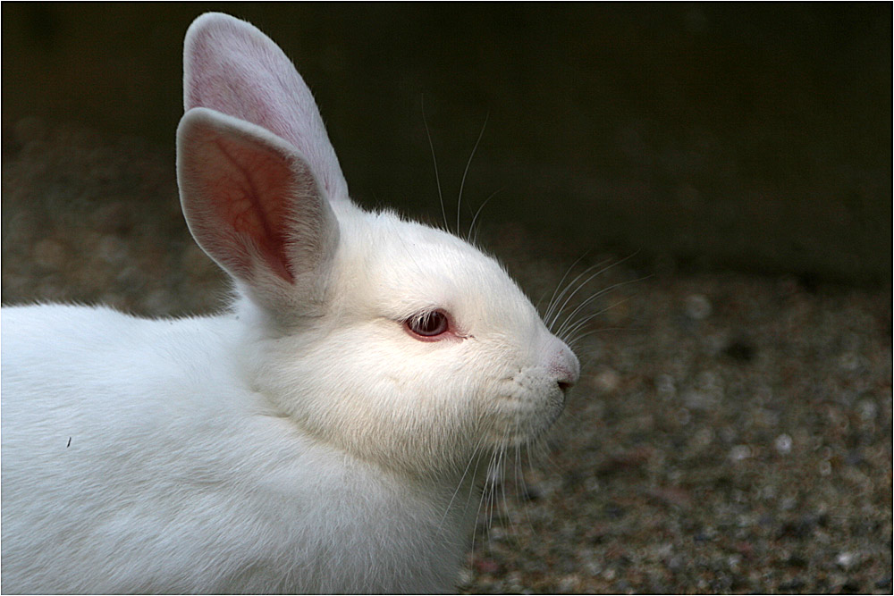 Nur ein Kaninchen...