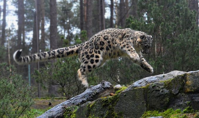 Nur ein Katzensprung  !?!?!