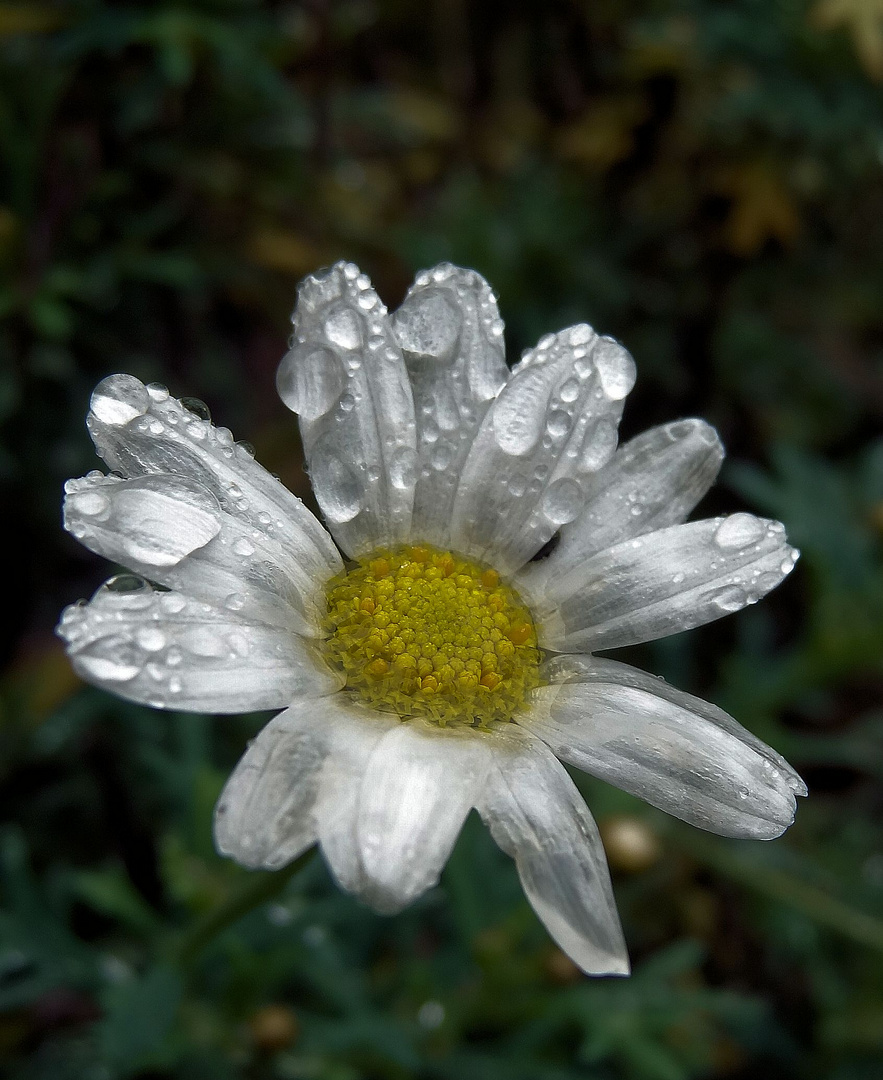 nur ein kleine margerite