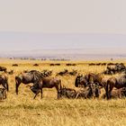 Nur ein kleiner Ausschnitt..., Massai Mara, 2021.08.06