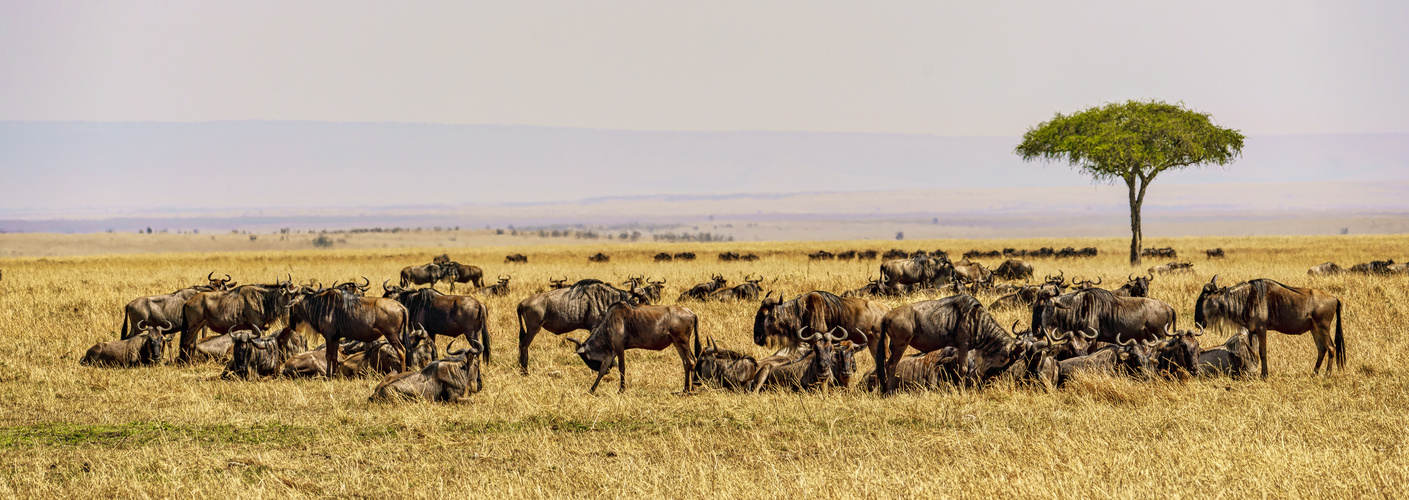 Nur ein kleiner Ausschnitt..., Massai Mara, 2021.08.06