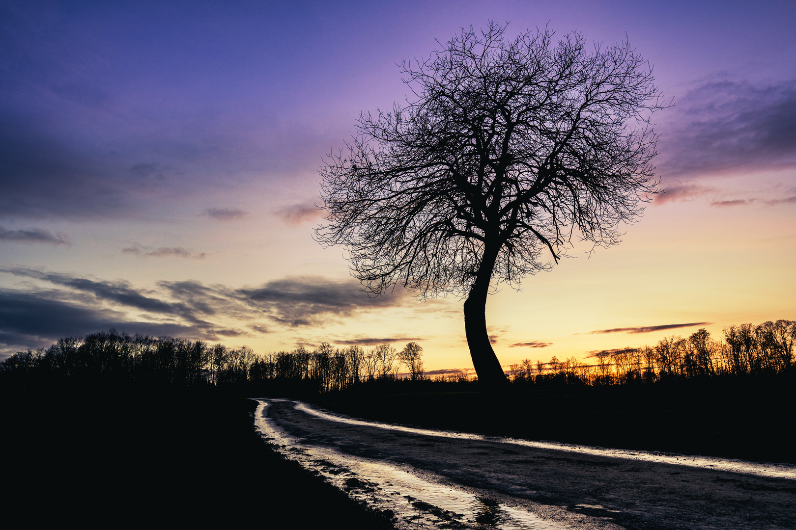 "Nur" ein kleiner Baum