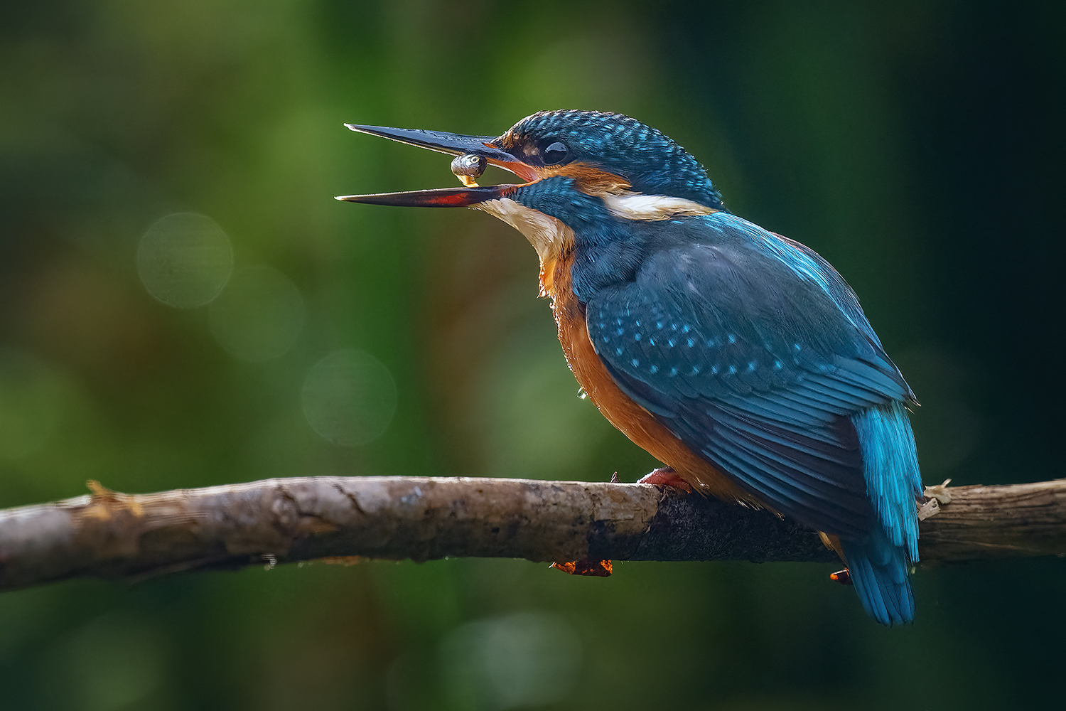 Nur ein kleiner Happen für den Eisvogel