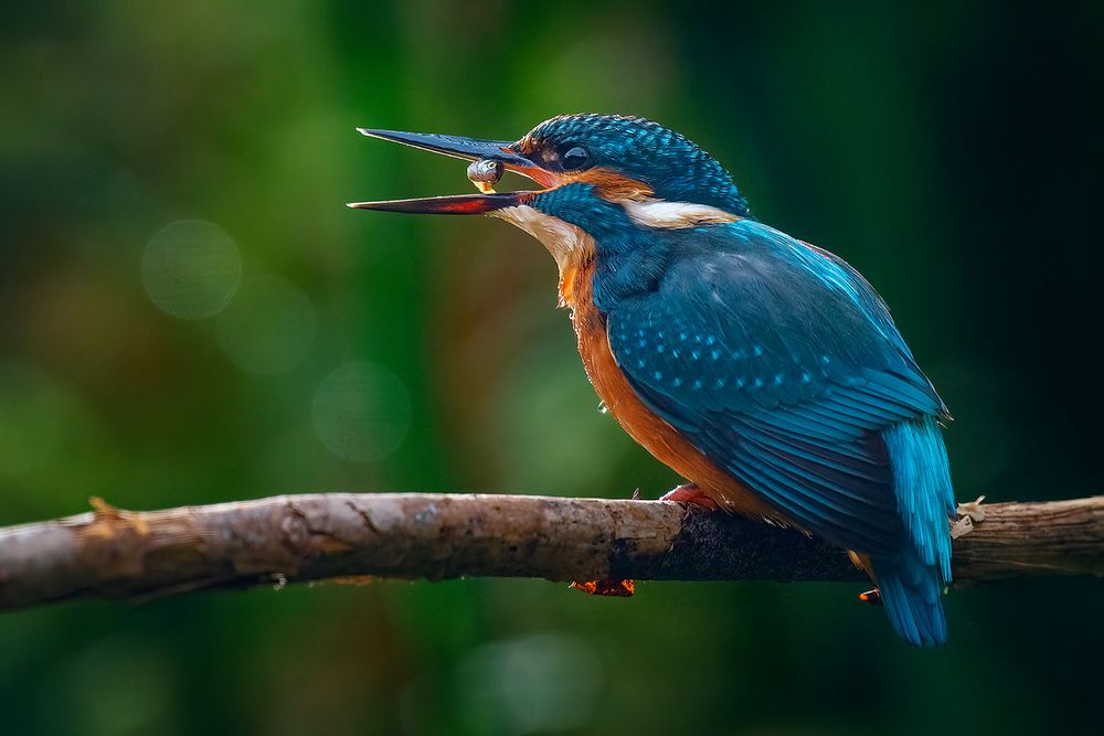 Nur ein kleiner Happen für den Eisvogel Foto &amp; Bild | nature, world ...