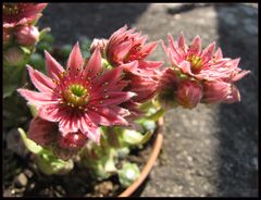 Nur ein kleiner Hauswurz