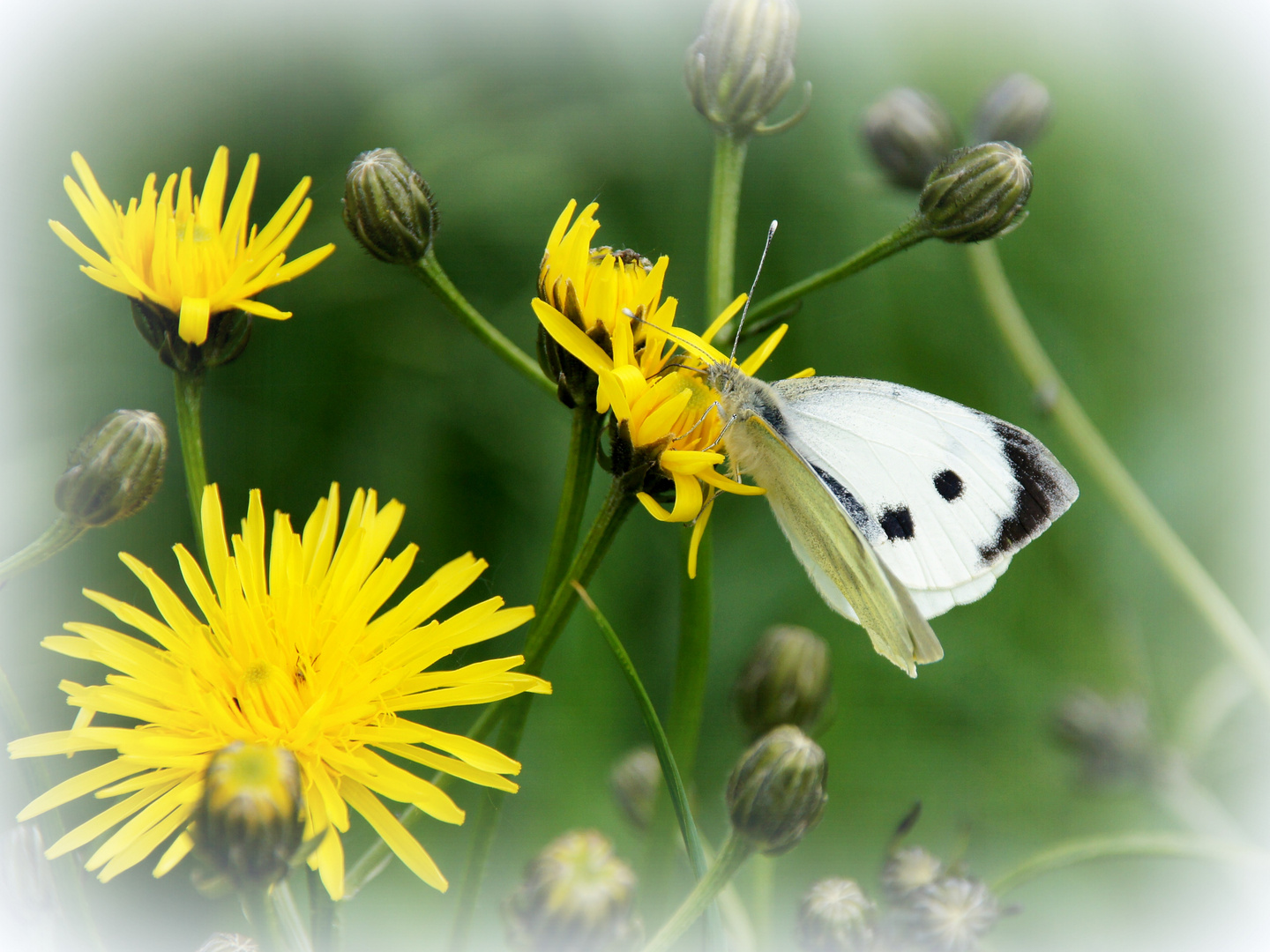 Nur ein kleiner Schmetterling ...