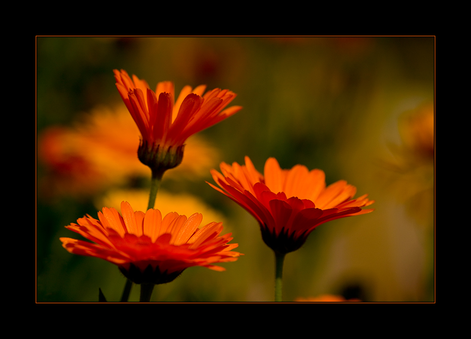 Nur ein kleiner Sommergruss ...