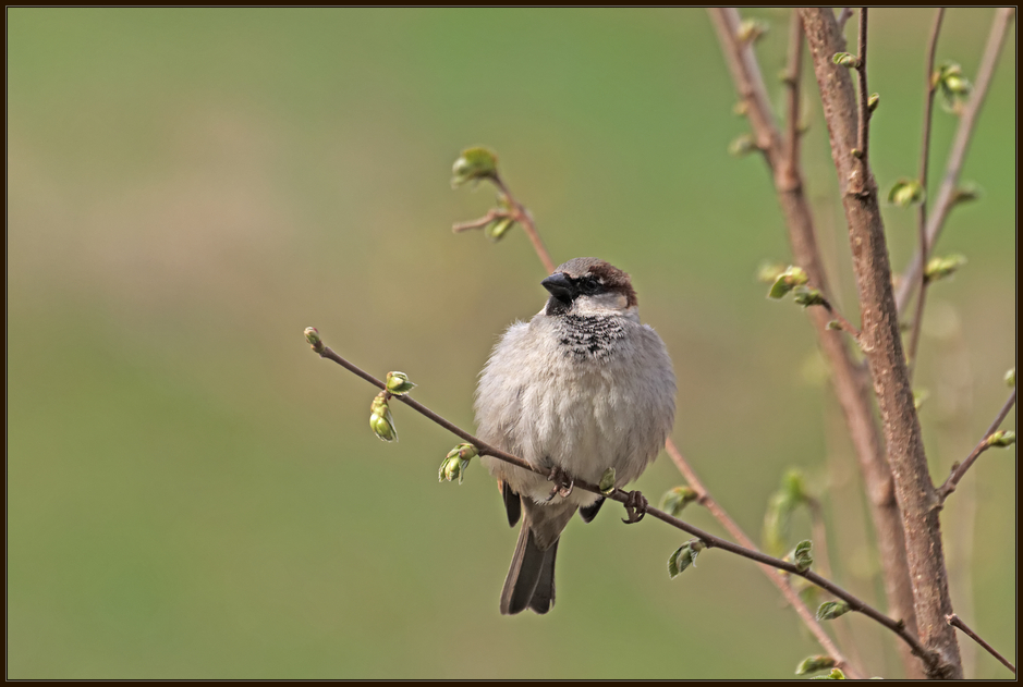 Nur ein kleiner Spatz ...