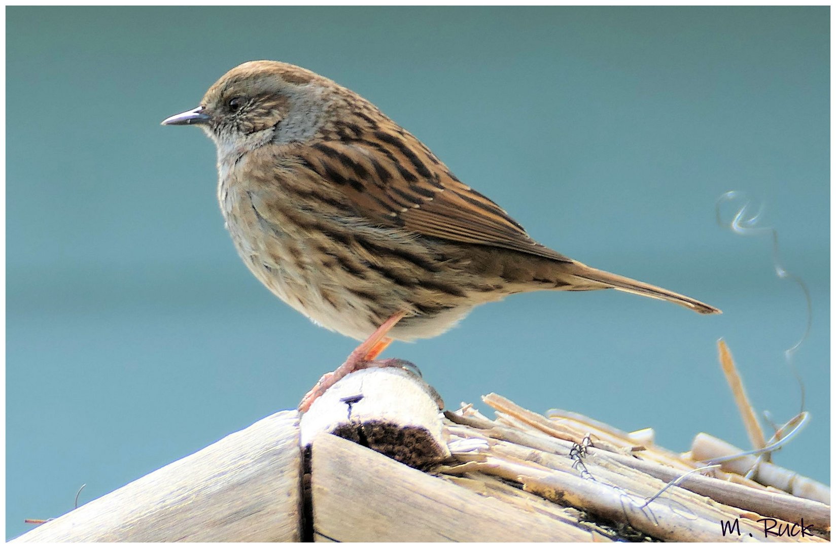 Nur ein kleiner Spatz auf dem Futterhäuschen 