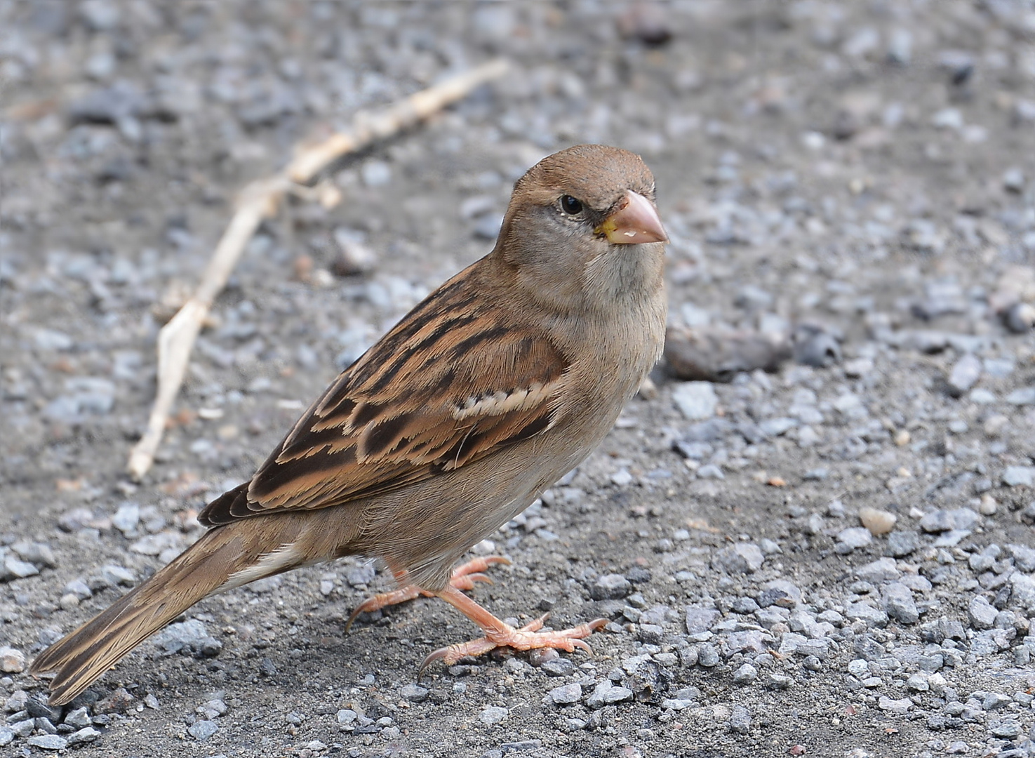 Nur ein kleiner Spatz...