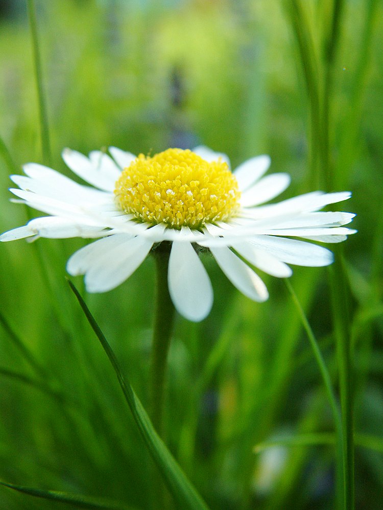 nur ein kleines Blümchen