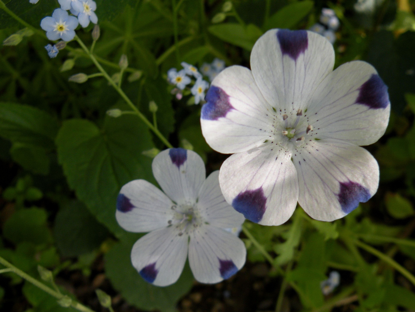 Nur ein kleines Blümchen im Verborgenen.