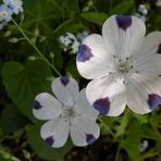 Nur ein kleines Blümchen im Verborgenen.