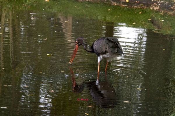 Nur ein kleines Hallo