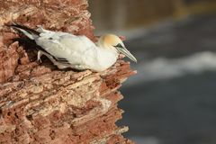 Helgoland