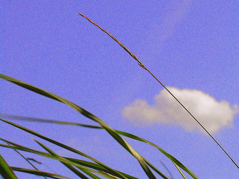 Nur ein Korn im WInd