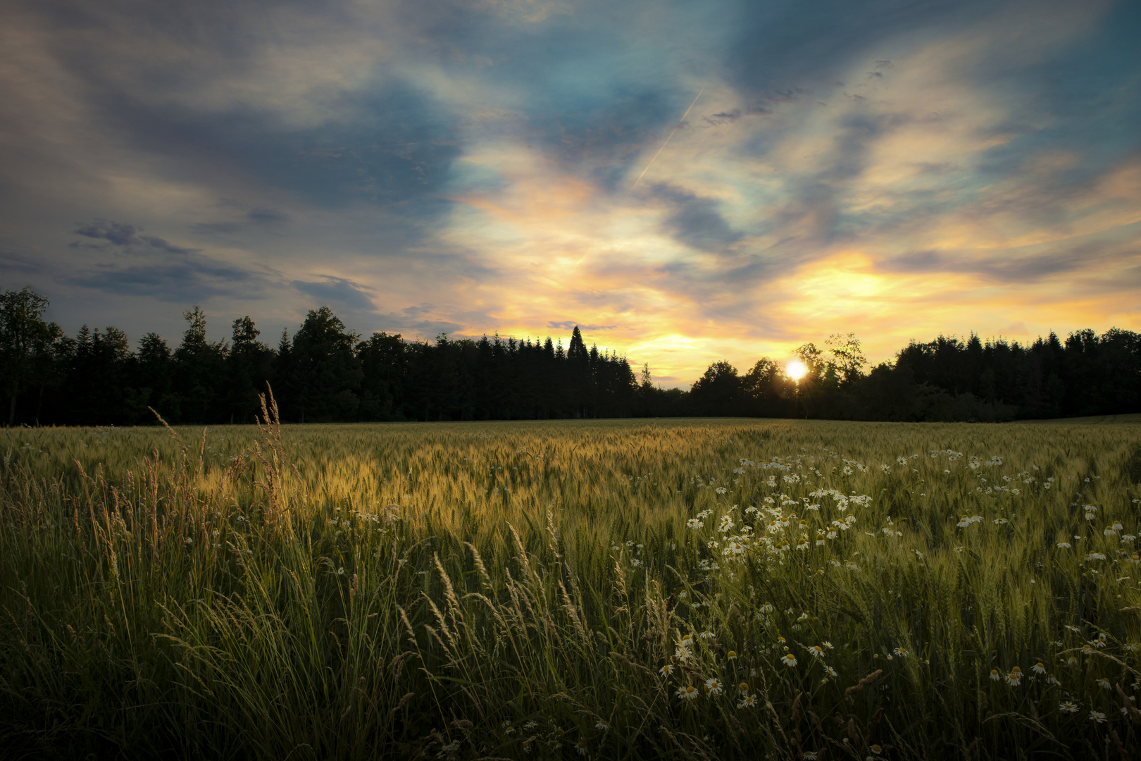 Nur ein Kornfeld