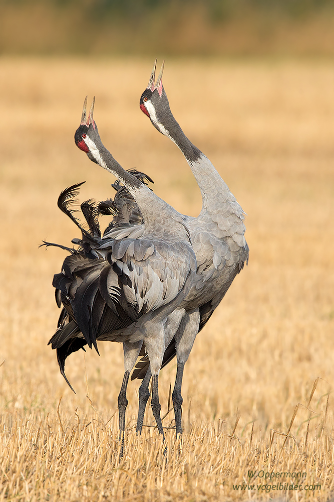 Nur ein Kranichpaar (Grus grus)