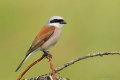 Nur ein langweiliger Neuntöter (Lanius collurio)...