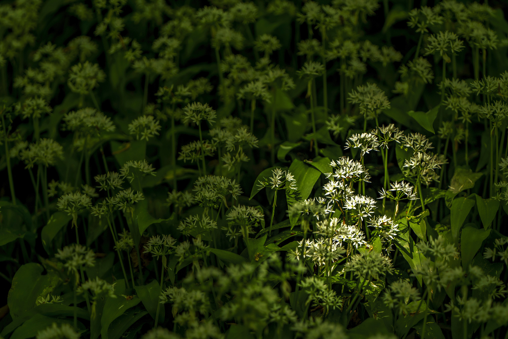 Nur ein Lichtstrahl... - Just a ray of light...