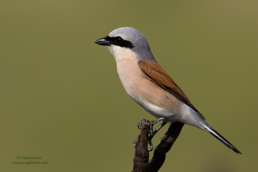 Nur ein Neuntöter (Lanius collurio)