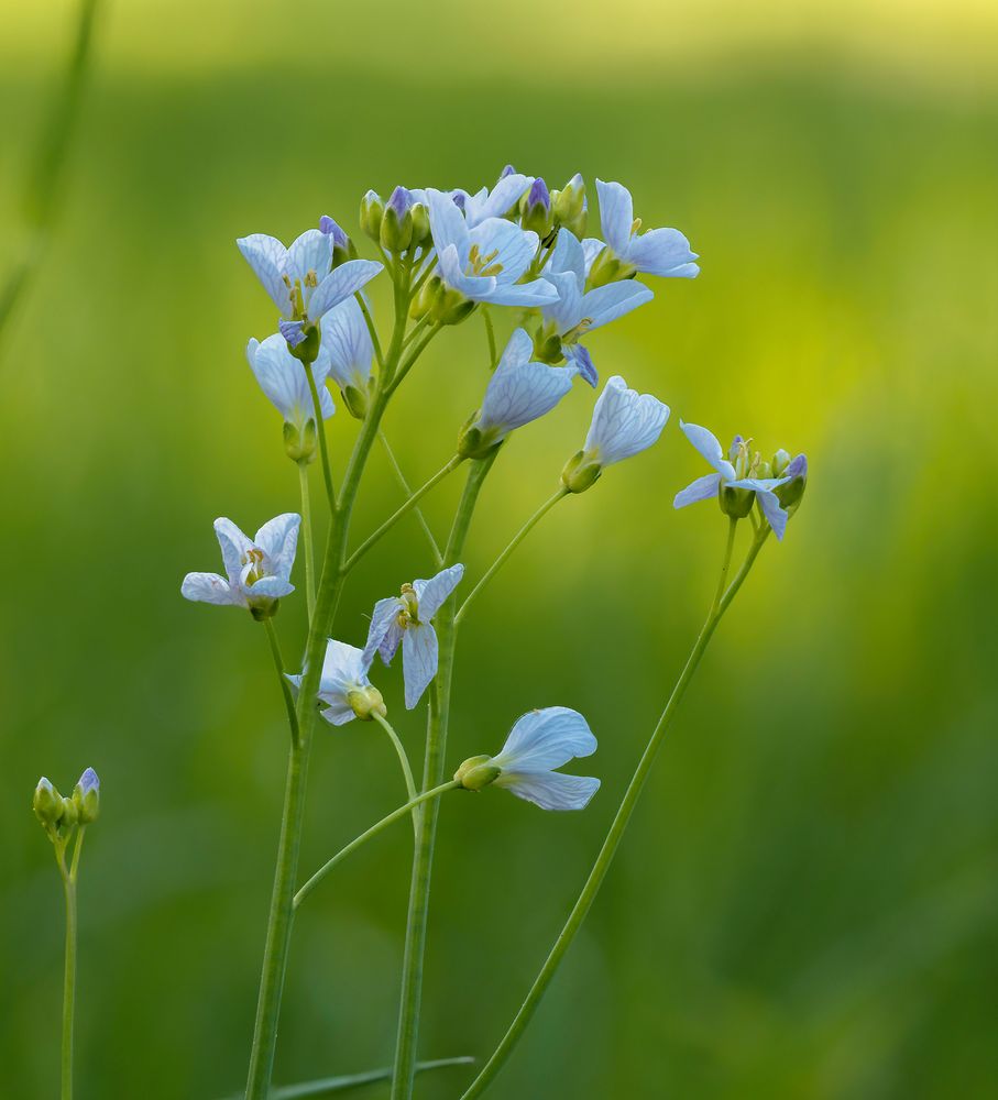 nur ein paar Blümchen